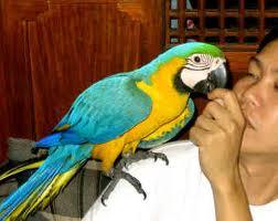 Blue And Gold Macaws for adoption