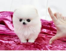 Pomeranian Puppies for Sale