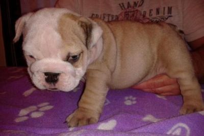 English Bulldog Puppies Ready Now, Male, 1-3 months,for sale