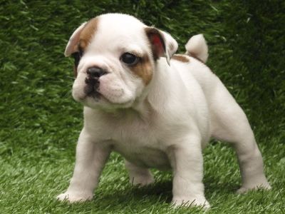  Bulldog puppies for good homes 