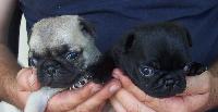 Pure Pug Puppies for Xmas