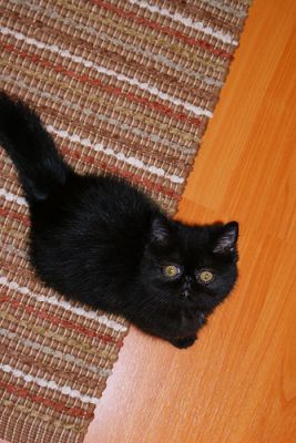 Super Nice Exotic Short Hair Show Kitten Available