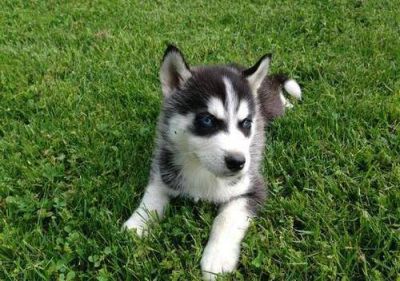 Cute Male and Female Siberian Husky Puppies