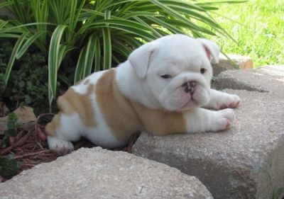 Adorable Male And Female English Bulldog Puppies
