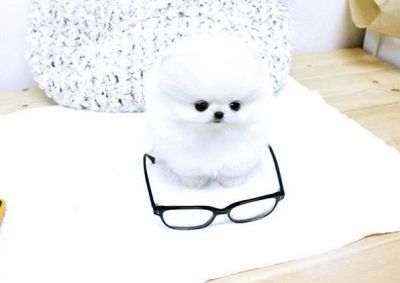 Tea Cup Pomeranian Puppies for sale