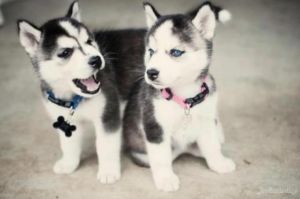 cute Siberian husky puppies with adorable blue eyes