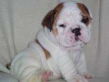 ADORABLE ENGLISH BULL DOG
