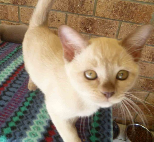 Burmese kittens available.