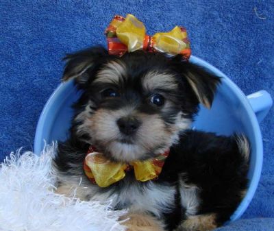 Excellent Teacup Yorkie Puppies For Adoption