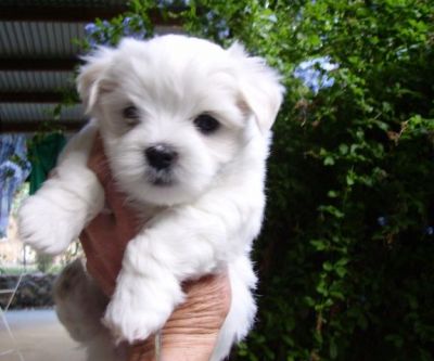 Healthy Maltese puppies for adoption