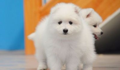  PureBred Japanese Spitz Puppies, from best champion Blood Line.