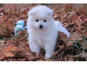 American Eskimo Puppies for sale now
