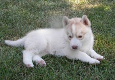 Stunning AKC Male and Female Siberian husky  Puppies