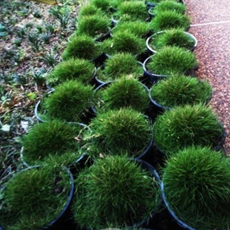 Korean No Mow Grass 10 Pots for $125.00 FREE EXPRESS POST