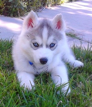 Lovely Blue Eyes Siberian Husky Puppies For Homes Now