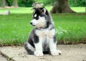 Quality AKC Husky Puppies Available For Loving Home