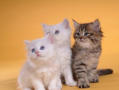 White Blue Eyes: Persian Kittens