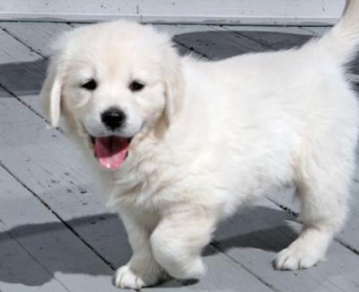 Golden Retriever puppies for free adoption 