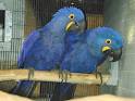 male and female macaw parrots for sale now