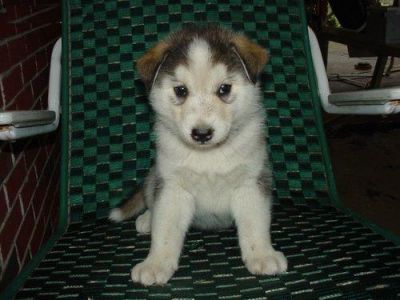 Lovely Siberian Husky for adotion