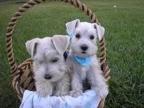 Super Affectionate Miniature Schnauzer Puppies for Adoption