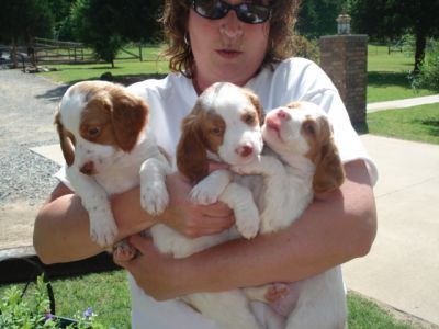 Brittany Puppies