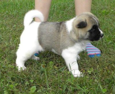 Cute Akita puppies for a nice home