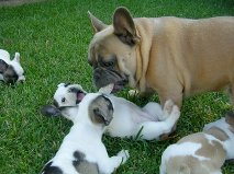 Beautiful French bulldog puppies for adoption