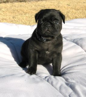 black pug ready to go
