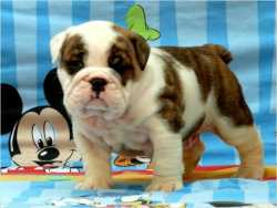 Stocky & Wrinkled *English Bulldog* Puppies