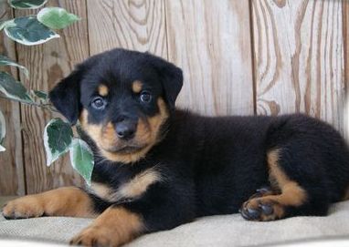 Top Quality Rottweiler Puppy