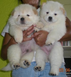 chow chow puppies available for adoption in to new homes.