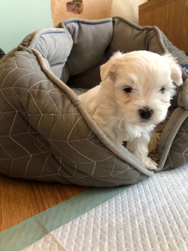 Cute maltese puppy for sell