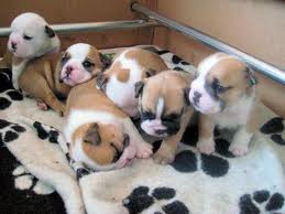 Free english bulldog puppies
