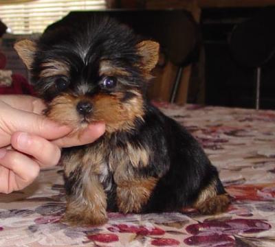 NINA IS FREE ,YORKIE PUPPY ( Call at  (08) 8213 3444  ) 