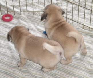 I have  Male And Female pug puppies that i am giving them out for adoption