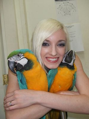 TALKING PAIR OF BLUE AND GOLD MACAW PARROTS