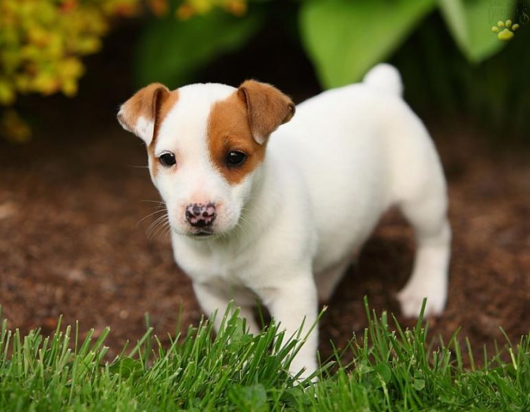 Good looking Jack Russell Terrier puppies for sale .