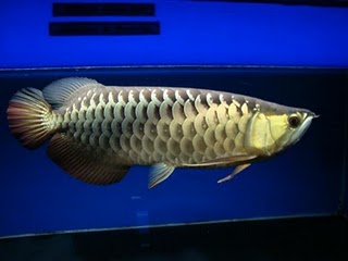 Arowana fish for sale