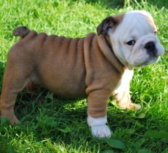 outstanding English bulldog puppies available