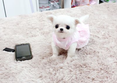 Adorable male and female chihuahua puppies for adoption