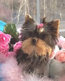 excellent tea cup yorkies for  adoption