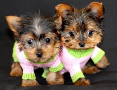  Yorkshire Terrier male and female 14 weeks