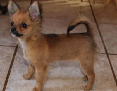 Chihuahua Puppies For Adoption Male and Female Ready To Go Now