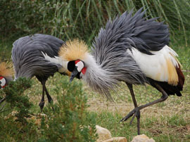 PEAFOLWS,GENE FOLWS , OSTRICH , DUCKS, TURKEY FOR SELL