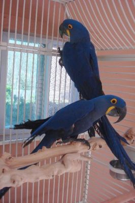 Hyacinth Macaws,Blue and Gold Macaws Available For Sale