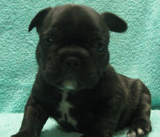 Cute French Bulldog Puppies Now Available.