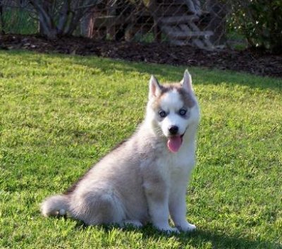 Wonderful Siberian Husky Puppies for adoption