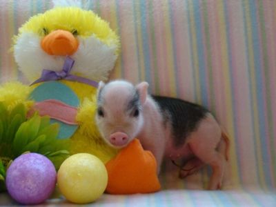 Tiny  Mini Teacup Juliana Piglets...