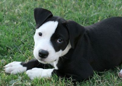 BLUE AMERICAN PIT BULL FOR ADOPTION